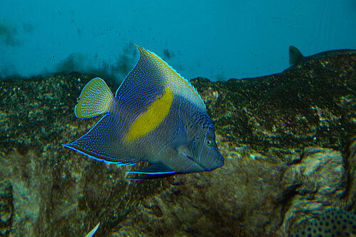 Poisson-ange géographe
