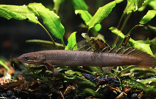 Bichir Gris