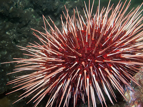 Oursin rouge géant