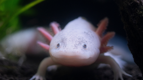 Axolotl