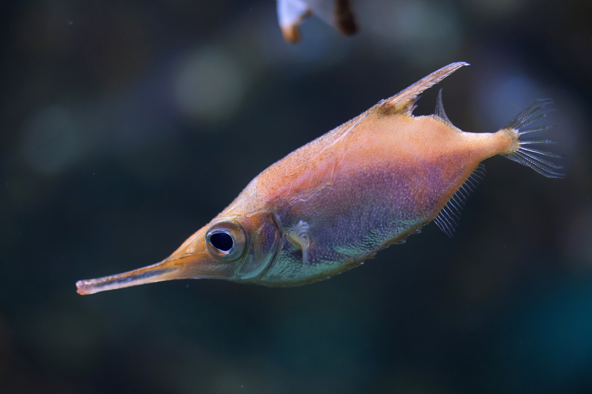 Bécasse de mer