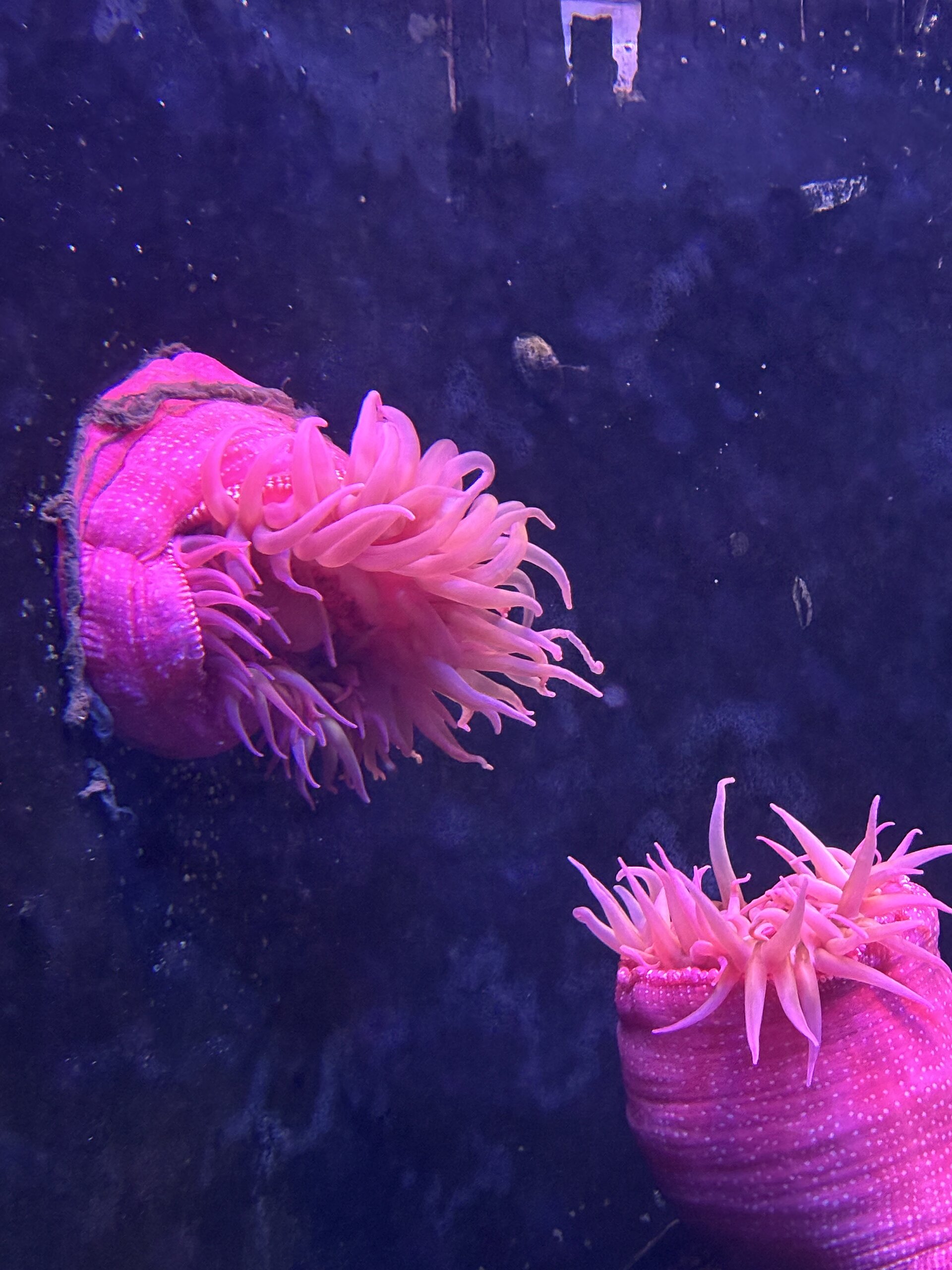Dahlia de mer