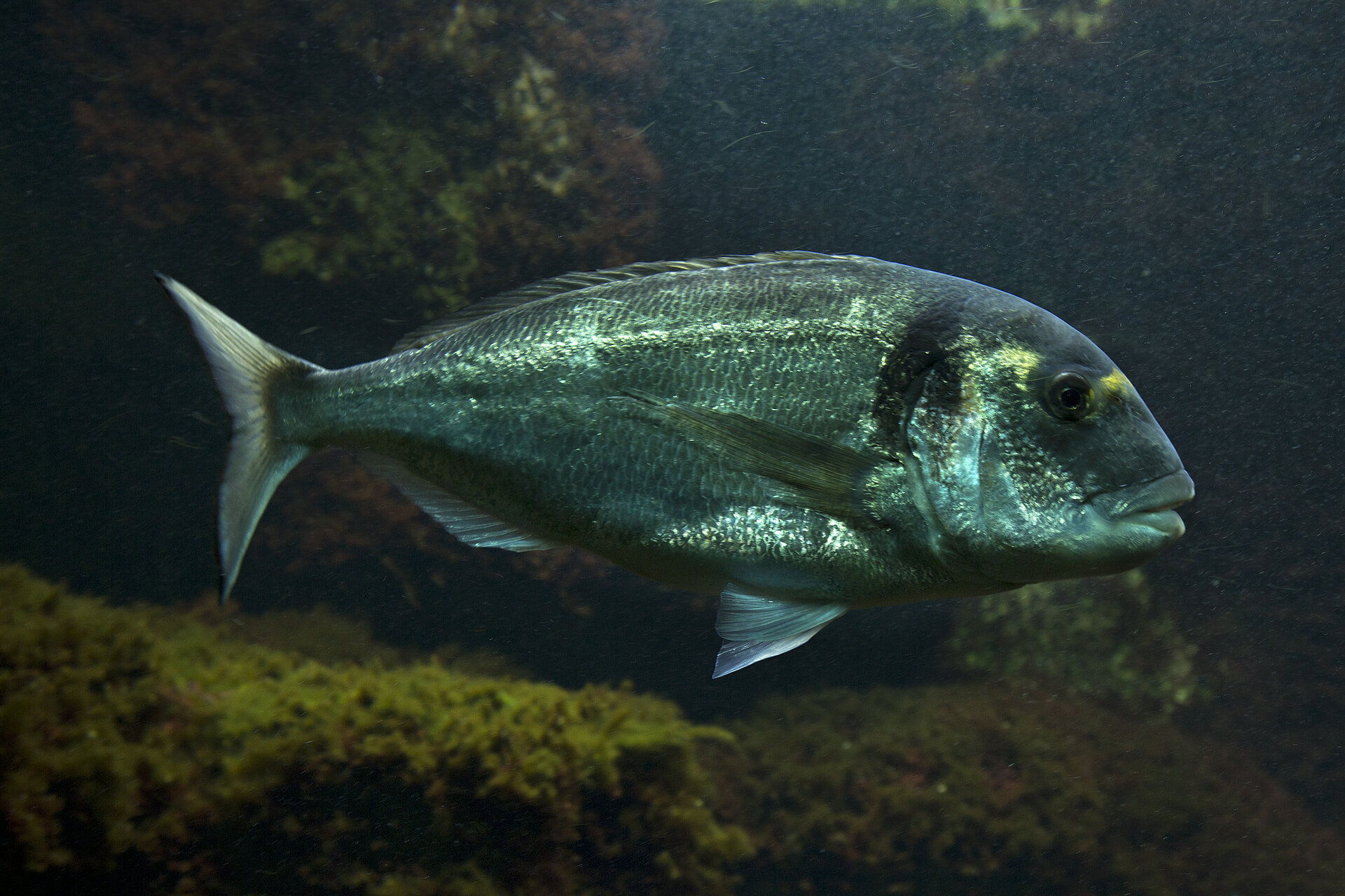 Dorade royale