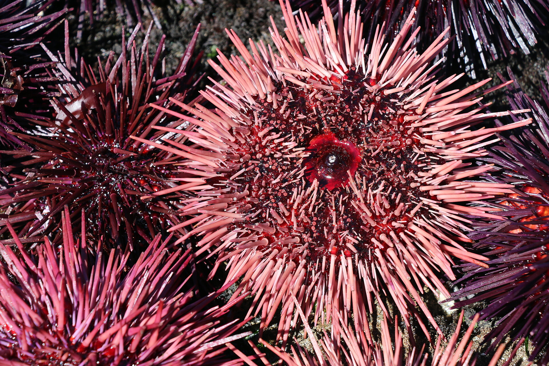 Oursin rouge géant