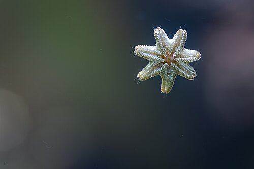 Étoile de mer bossue