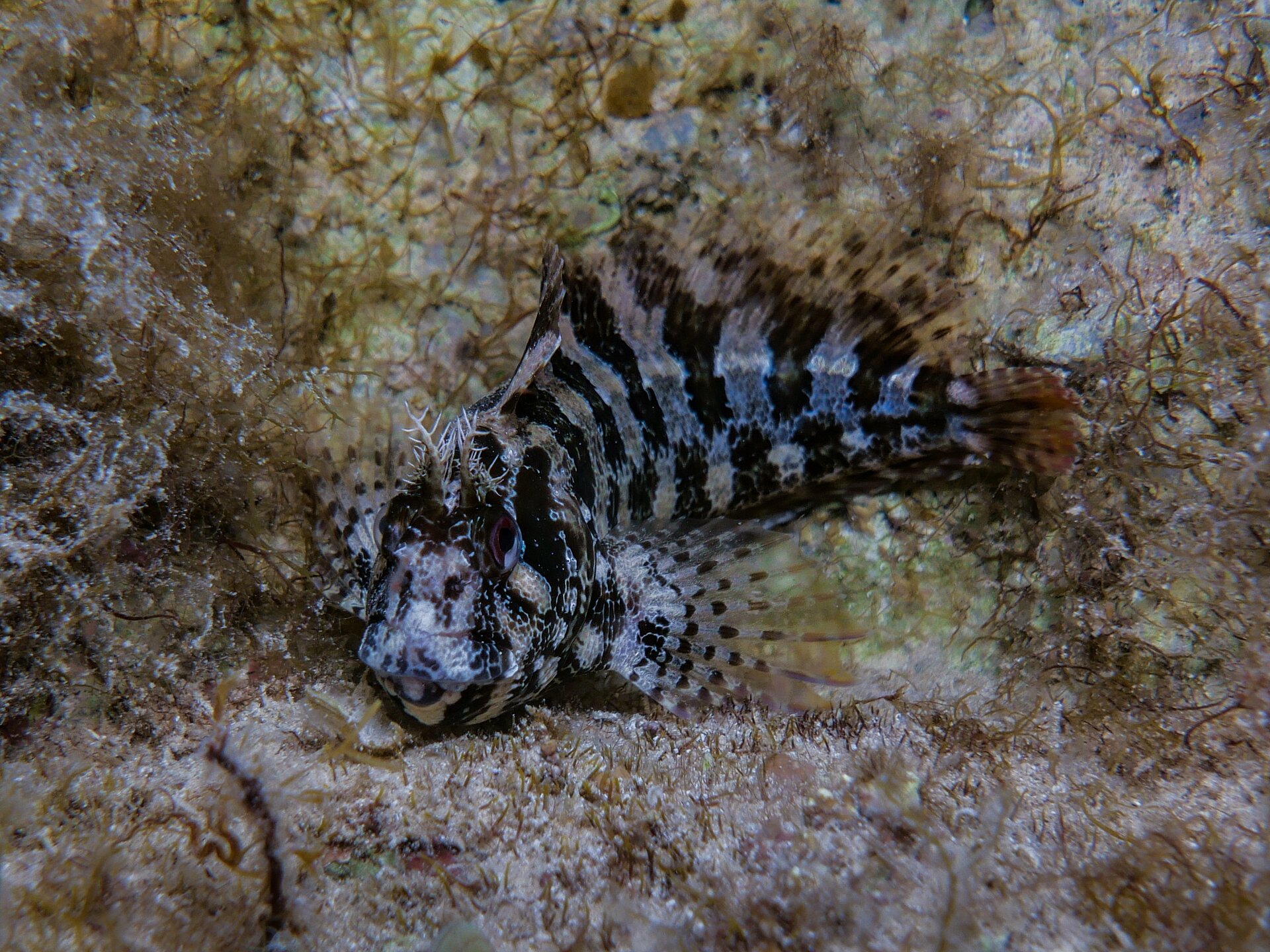 Blennie Gattorugine