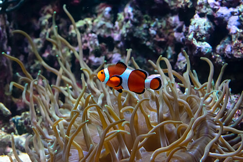 Poisson clown rouge