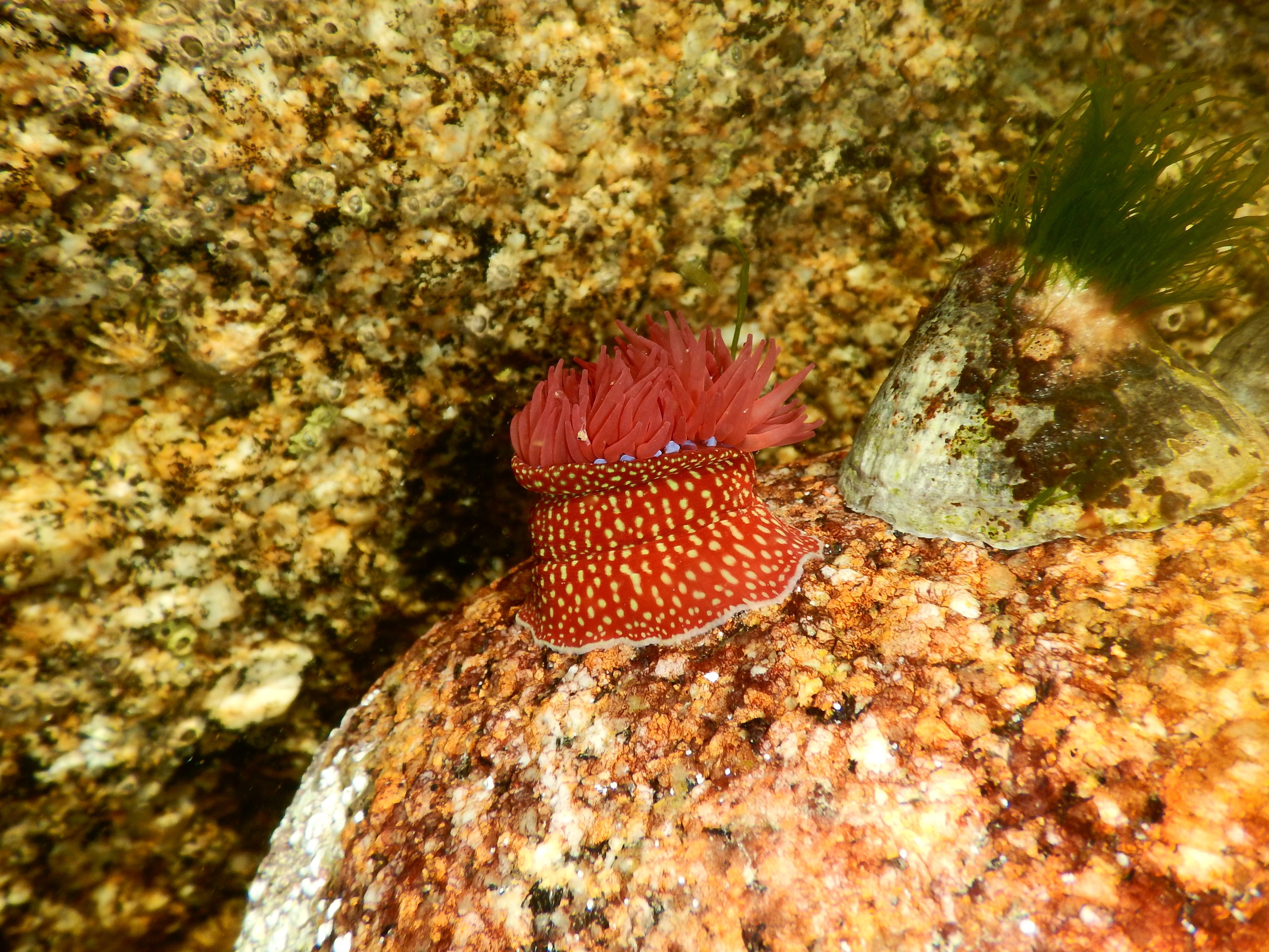 Anémone Fraise