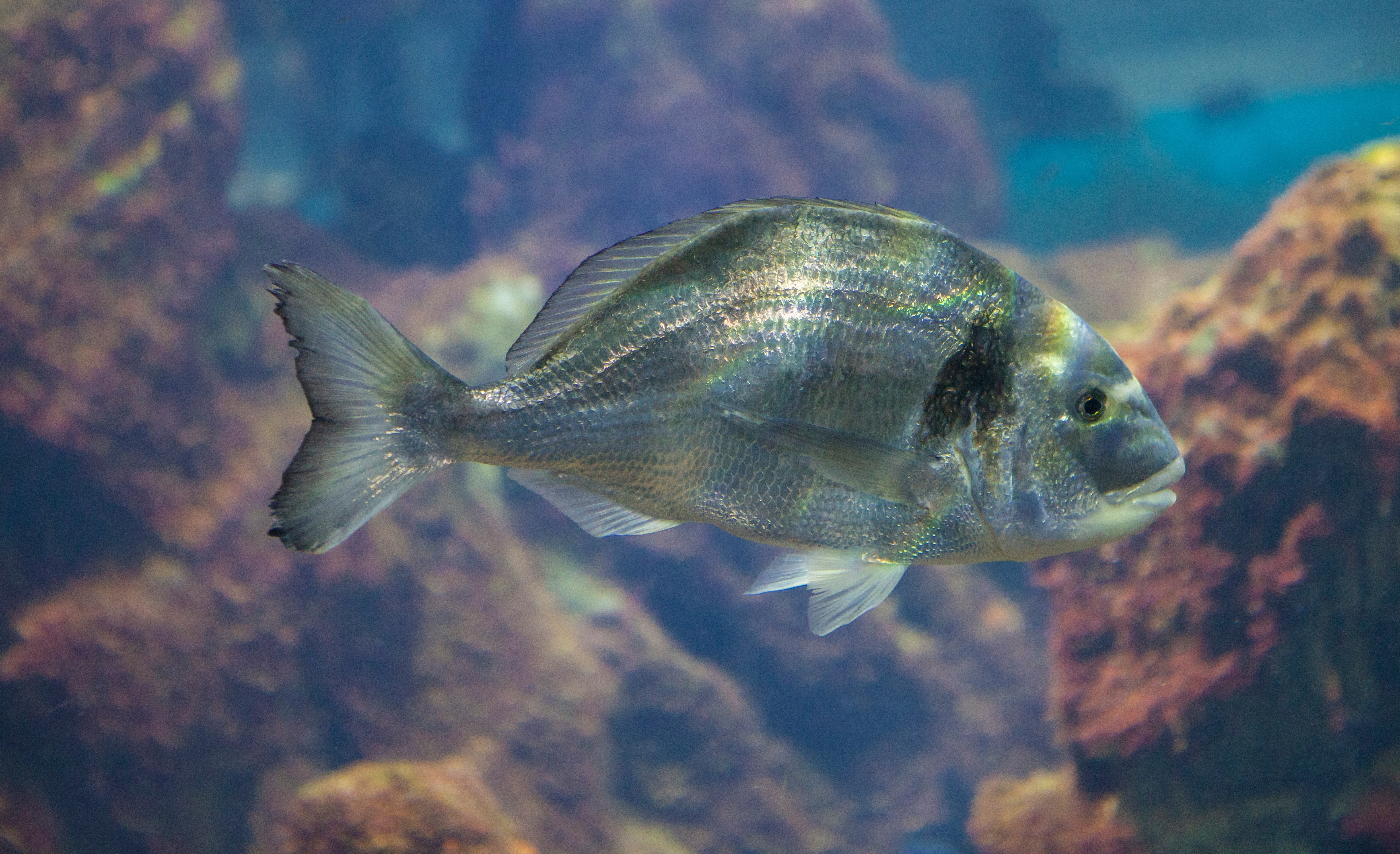 Dorade royale
