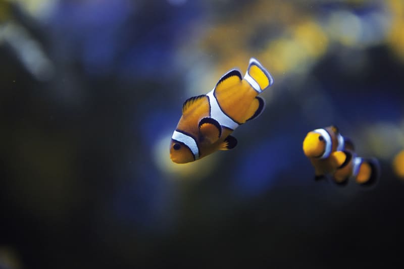 Poisson clown